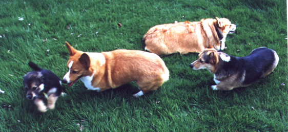 4dogs.jpg (94367 bytes)